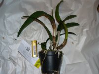 Cattleya lueddemanniana 15 см, от Карге (4)m.JPG