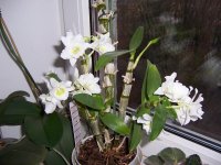орхидеи 009.jpg