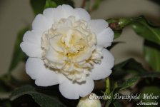 Camellia-Brushfield-Yellow1.jpg