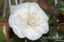 Camellia-Miss-Lyla1.jpg