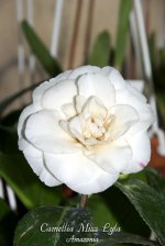Camellia-Miss-Lyla.jpg