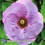 hibiscus_limo_violet_wheel.jpg