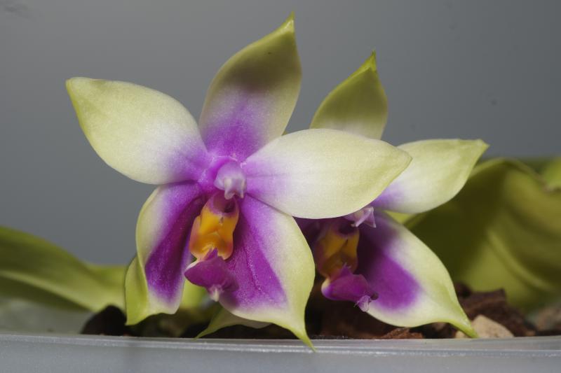 phal. bellina