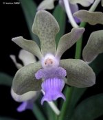 Vanda_tessellata_close 1-1.jpg