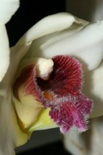 Bifrenaria harrisoniae.jpg