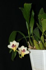 Bifrenaria harrisoniae 1.jpg