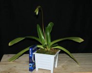 Paph. St Swithin_habit.jpg