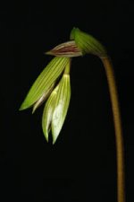 Paph. St Swithin_bract.jpg