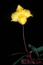 Paph. armeniacum (form 2).jpg