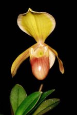 Paph. helenae 02.jpg