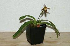 Paph. tranlienianum.jpg