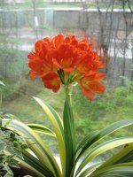 Clivia_variegated02.jpg