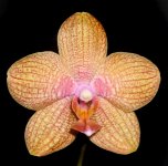 Phal_Brother_Golden_Wish'57.jpg