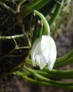 leptotes-unicolor-alba.jpg