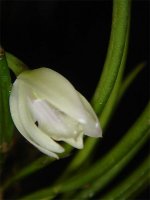 leptotes-unicolor-alba1.jpg