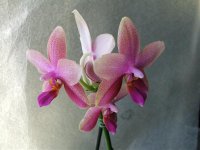 Phalaenopsis Liodora.jpg