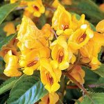 Impatiens Jungle Gold.jpg