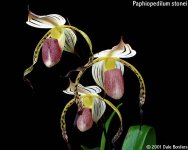 Paphiopedilum stonei 2.jpg