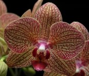 Phalaenopsis Brother Girl.JPG