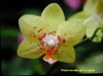 Phalaenopsis Auspice Highlight.JPG