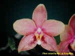 Phalaenopsis Auspice Imp.JPG