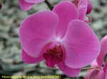 Phalaenopsis Auspice Keelung X P.New Cinderellla.JPG