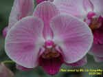 Phalaenopsis Auspice Keelung.JPG