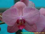 Phalaenopsis Auspice Kinmen.JPG