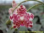 Phalaenopsis Auspice Knight.JPG