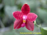 Phalaenopsis Auspice Red Wine.JPG