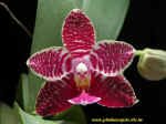 Phalaenopsis Auspice Ruby.JPG