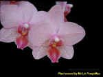 Phalaenopsis Auspice Taipei Beauty.JPG