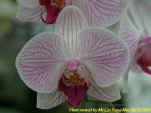 Phalaenopsis Auspice Taipei Stripes.JPG