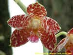 Phalaenopsis Auspice Tiger.jpg