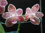 Phalaenopsis Auspice Wulai.jpg