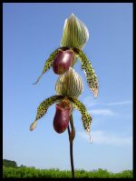 Paphiopedilum Lord Derby 'The King'. (Paph. rothschildianum x Paph. superbiens) 1.jpg