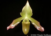 Paph javanicum5.jpg