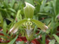 Paph. javanicum4.jpg