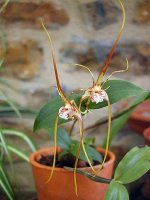 Dendrobium tetragonum1.jpg