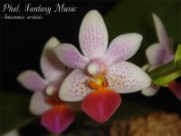 Phal.-Fantasy-Music1.jpg