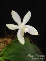 Phal.-Tetraspis1.jpg