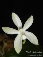 Phal.-Tetraspis.jpg