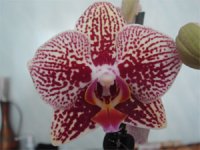 Phal.-Ever-Spring-King-'Lee.jpg