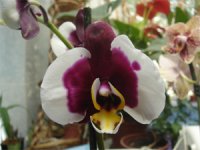 Phal-Ever-Spring-Light-'SW'.jpg