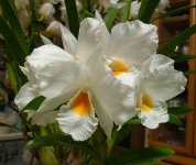Dendrobium formosum3.jpg