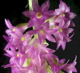 Dendrobium goldschmidtianum3.jpg