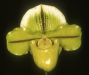 Paph. Desire '78'.jpg