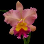 _C.Horace`Maxima'-X-Blc.Sai.jpg