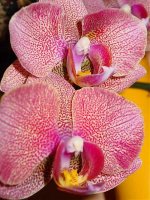 Phal. Taida Auckland 006.jpg