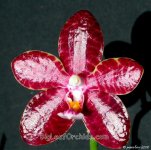 Phal_Red_Jaquar_Spotted_Prince_closeup.jpg